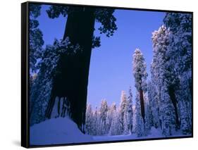 Giant Sequoias in Round Meadow, Sequoia Kings Canyon NP, California-Greg Probst-Framed Stretched Canvas