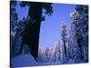 Giant Sequoias in Round Meadow, Sequoia Kings Canyon NP, California-Greg Probst-Stretched Canvas