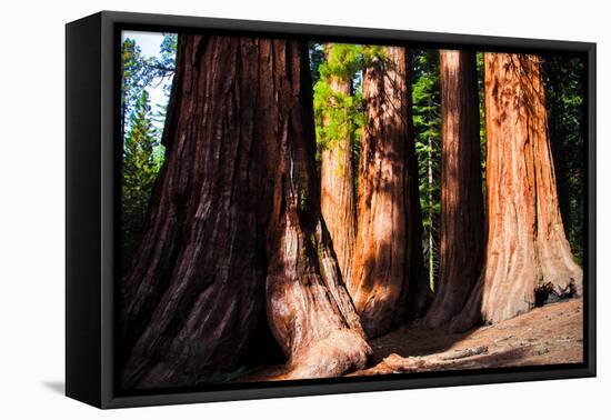 Giant Sequoias in Yosemite National Park,California-lorcel-Framed Stretched Canvas