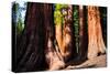 Giant Sequoias in Yosemite National Park,California-lorcel-Stretched Canvas