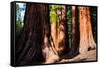 Giant Sequoias in Yosemite National Park,California-lorcel-Framed Stretched Canvas