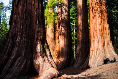 https://imgc.allpostersimages.com/img/posters/giant-sequoias-in-yosemite-national-park-california_u-L-Q103ENX0.jpg?artPerspective=n