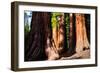 Giant Sequoias in Yosemite National Park,California-lorcel-Framed Photographic Print