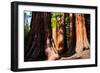 Giant Sequoias in Yosemite National Park,California-lorcel-Framed Photographic Print
