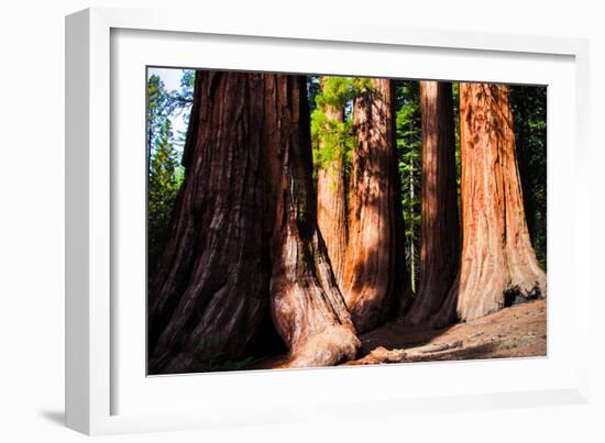 Giant Sequoias in Yosemite National Park,California-lorcel-Framed Photographic Print