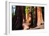 Giant Sequoias in Yosemite National Park,California-lorcel-Framed Photographic Print