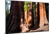 Giant Sequoias in Yosemite National Park,California-lorcel-Mounted Photographic Print