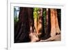 Giant Sequoias in Yosemite National Park,California-lorcel-Framed Photographic Print