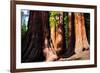Giant Sequoias in Yosemite National Park,California-lorcel-Framed Photographic Print