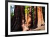 Giant Sequoias in Yosemite National Park,California-lorcel-Framed Photographic Print