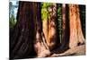Giant Sequoias in Yosemite National Park,California-lorcel-Mounted Photographic Print
