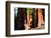 Giant Sequoias in Yosemite National Park,California-lorcel-Framed Photographic Print