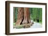 Giant Sequoias, Mariposa Grove Yosemite National Park-topseller-Framed Photographic Print