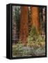 Giant Sequoias, Yosemite National Park, California, USA-Adam Jones-Framed Stretched Canvas