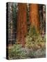 Giant Sequoias, Yosemite National Park, California, USA-Adam Jones-Stretched Canvas