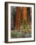 Giant Sequoias, Yosemite National Park, California, USA-Adam Jones-Framed Photographic Print