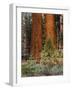 Giant Sequoias, Yosemite National Park, California, USA-Adam Jones-Framed Photographic Print