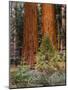 Giant Sequoias, Yosemite National Park, California, USA-Adam Jones-Mounted Photographic Print