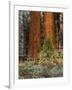 Giant Sequoias, Yosemite National Park, California, USA-Adam Jones-Framed Photographic Print