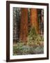 Giant Sequoias, Yosemite National Park, California, USA-Adam Jones-Framed Photographic Print