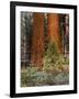 Giant Sequoias, Yosemite National Park, California, USA-Adam Jones-Framed Photographic Print