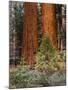 Giant Sequoias, Yosemite National Park, California, USA-Adam Jones-Mounted Photographic Print