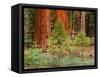 Giant Sequoias, Yosemite National Park, California, USA-Adam Jones-Framed Stretched Canvas