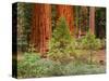 Giant Sequoias, Yosemite National Park, California, USA-Adam Jones-Stretched Canvas