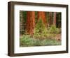 Giant Sequoias, Yosemite National Park, California, USA-Adam Jones-Framed Photographic Print