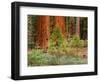 Giant Sequoias, Yosemite National Park, California, USA-Adam Jones-Framed Photographic Print