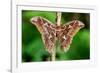 Giant silk moth, Bosque de Paz, Costa Rica-Nick Garbutt-Framed Photographic Print