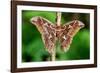 Giant silk moth, Bosque de Paz, Costa Rica-Nick Garbutt-Framed Photographic Print