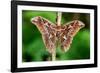 Giant silk moth, Bosque de Paz, Costa Rica-Nick Garbutt-Framed Photographic Print