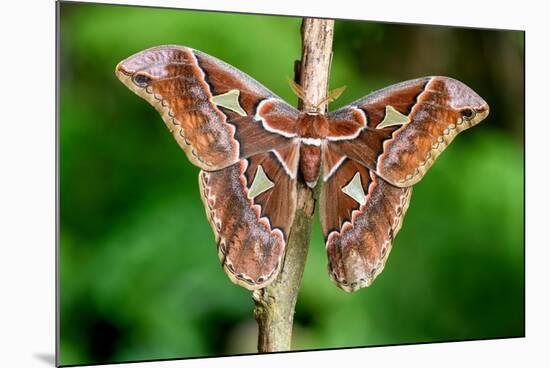 Giant silk moth, Bosque de Paz, Costa Rica-Nick Garbutt-Mounted Photographic Print