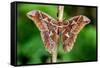 Giant silk moth, Bosque de Paz, Costa Rica-Nick Garbutt-Framed Stretched Canvas