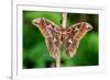 Giant silk moth, Bosque de Paz, Costa Rica-Nick Garbutt-Framed Photographic Print