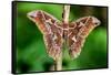 Giant silk moth, Bosque de Paz, Costa Rica-Nick Garbutt-Framed Stretched Canvas