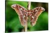 Giant silk moth, Bosque de Paz, Costa Rica-Nick Garbutt-Stretched Canvas