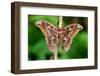 Giant silk moth, Bosque de Paz, Costa Rica-Nick Garbutt-Framed Photographic Print