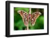 Giant silk moth, Bosque de Paz, Costa Rica-Nick Garbutt-Framed Photographic Print