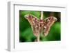 Giant silk moth, Bosque de Paz, Costa Rica-Nick Garbutt-Framed Photographic Print