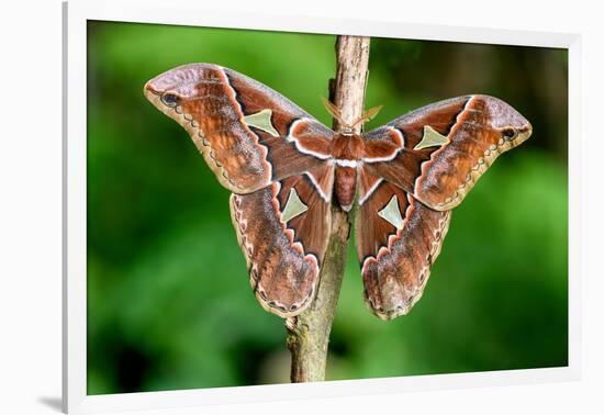 Giant silk moth, Bosque de Paz, Costa Rica-Nick Garbutt-Framed Photographic Print