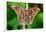 Giant silk moth, Bosque de Paz, Costa Rica-Nick Garbutt-Framed Photographic Print