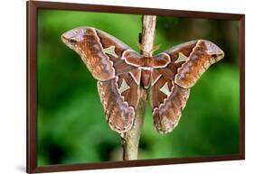 Giant silk moth, Bosque de Paz, Costa Rica-Nick Garbutt-Framed Photographic Print