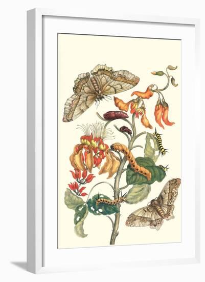 Giant Silk Moth on a Purple Coral Tree-Maria Sibylla Merian-Framed Art Print