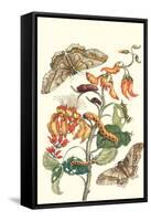 Giant Silk Moth on a Purple Coral Tree-Maria Sibylla Merian-Framed Stretched Canvas