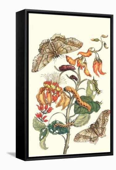 Giant Silk Moth on a Purple Coral Tree-Maria Sibylla Merian-Framed Stretched Canvas