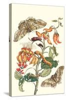 Giant Silk Moth on a Purple Coral Tree-Maria Sibylla Merian-Stretched Canvas