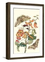 Giant Silk Moth on a Purple Coral Tree-Maria Sibylla Merian-Framed Art Print