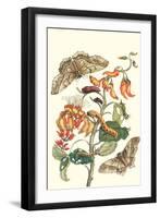 Giant Silk Moth on a Purple Coral Tree-Maria Sibylla Merian-Framed Art Print